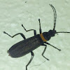 Plague Soldier Beetle
