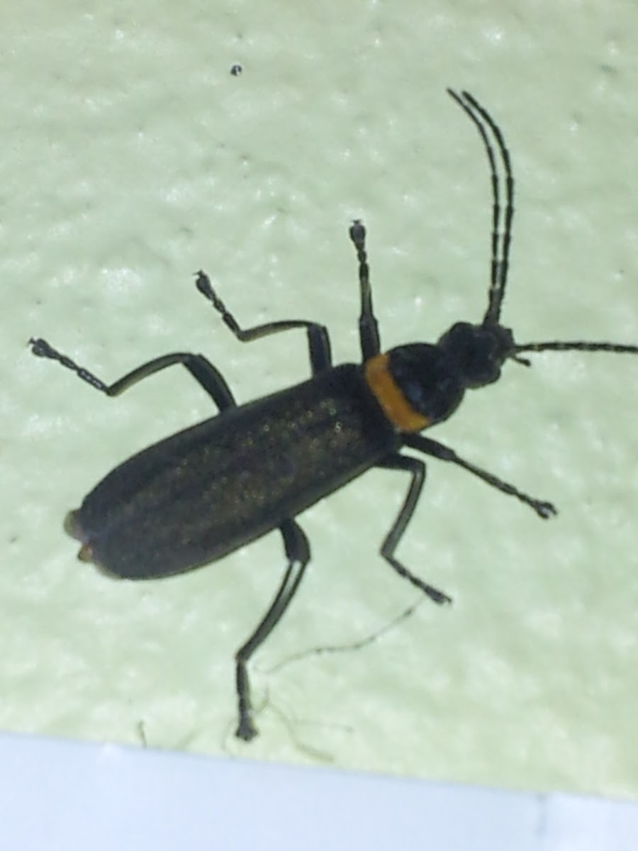 Plague Soldier Beetle