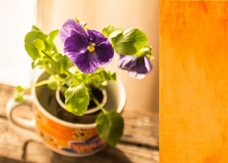 [pansies-with-orange-kk-texture%255B3%255D.jpg]