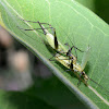 Black-horned Tree Cricket