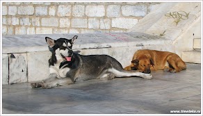 Собаки в Афинах