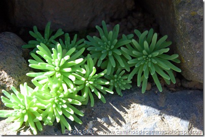 5160 Cruz Llanos-Lomo Carbonero(Crassula jabonera) 5160 Cruz Llanos-Lomo Carbonero(Crassula jabonera)