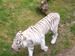 2007.08.09-021 tigre blanc