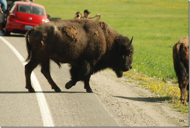 06-10-13 A Travel thru Grand Teton NP (23)