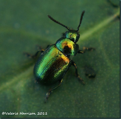 green-dock-beetle-Gastrophysa-viridula