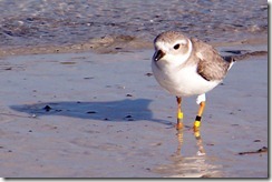 banded snowy plover