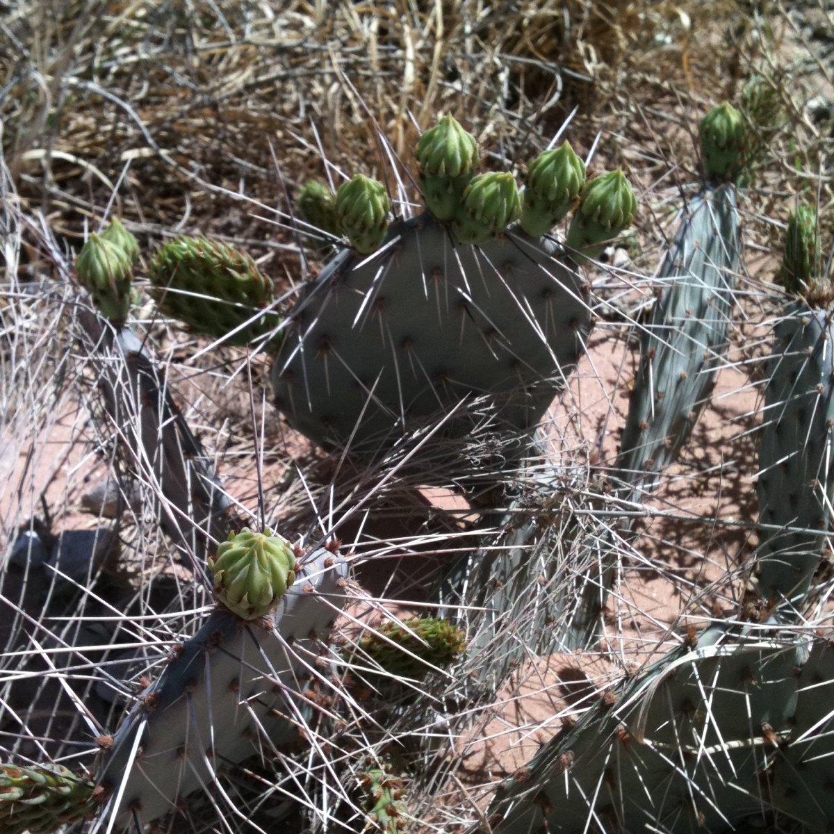 "prickly pear" cactus 
