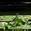 Shenzhen - Park Lichti - czapla