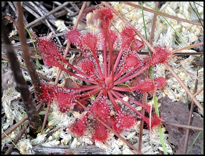 Red Wildflower with Dew