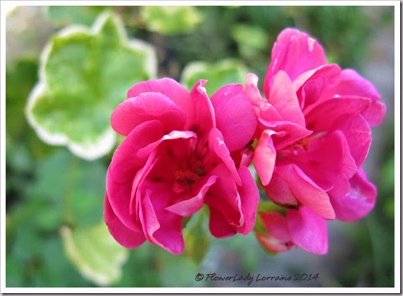 08-06-geraniums