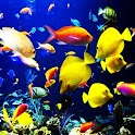 3D fish1 logo