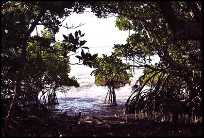 04h - Bay Shore Loop Trail - Mangroves and Florida Bay