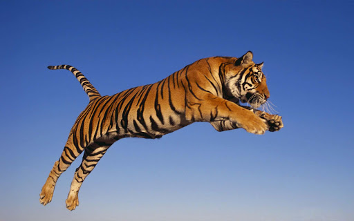 Tiger HD wallpaper