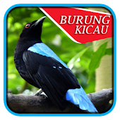 Aneka Burung Kicau