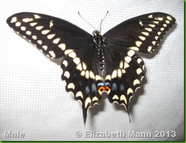 Male Black Swallowtail