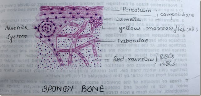 spongy bone high resolution histology diagram