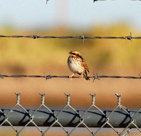 9. Savanah sparrow-kab