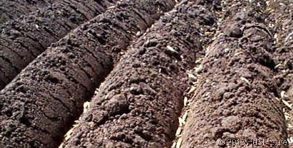 Tanah regosol adalah tanah berbutir kasar dan berasal dari material gunung api Tanah Regosol (Artikel Lengkap)
