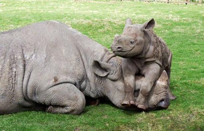 rhinoceros-with-baby