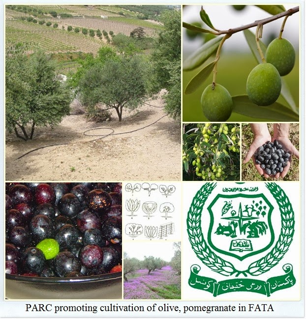 [PARC%2520promoting%2520cultivation%2520of%2520olive%252C%2520pomegranate%2520in%2520FATA%255B7%255D.jpg]