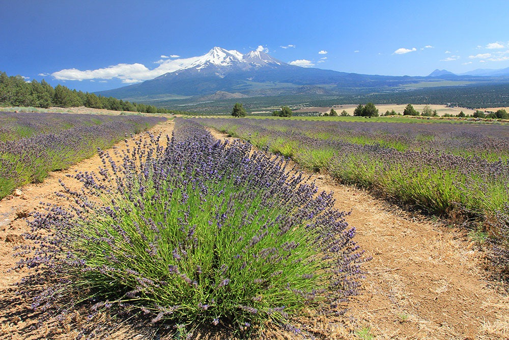 [120720_mt_shasta_lavender_farm_069%255B10%255D.jpg]