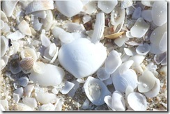 Seashells A Beach Cottage