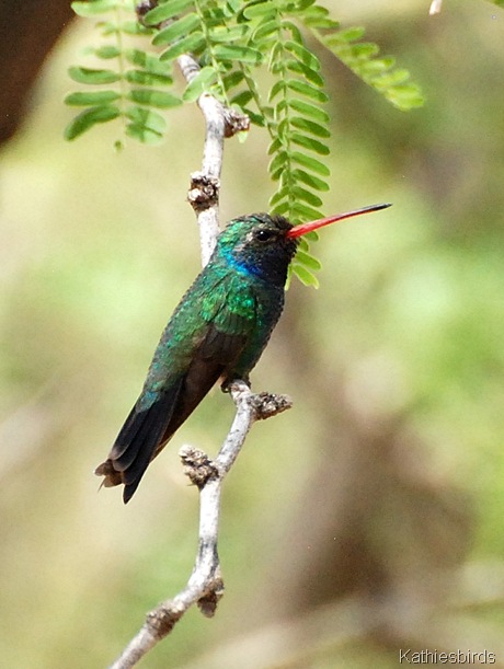 2. Broad-billed hummingbird-kab