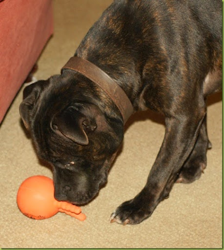 space hopper dog toy