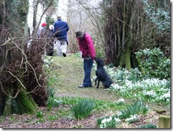 drm c snowdrops Ailsa and dog