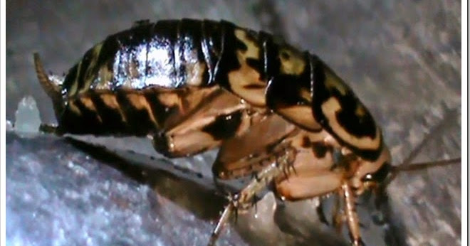 Eltelu Waspadai Kecoa Dapur Alias Coro Yang Suka Keluyuran Saat