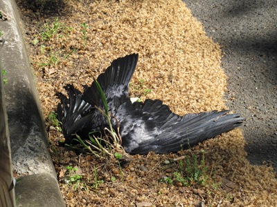 dead raven