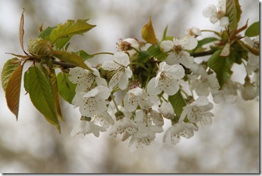 花(merisier,Prunus avium),せいようみざくら (西洋実桜)