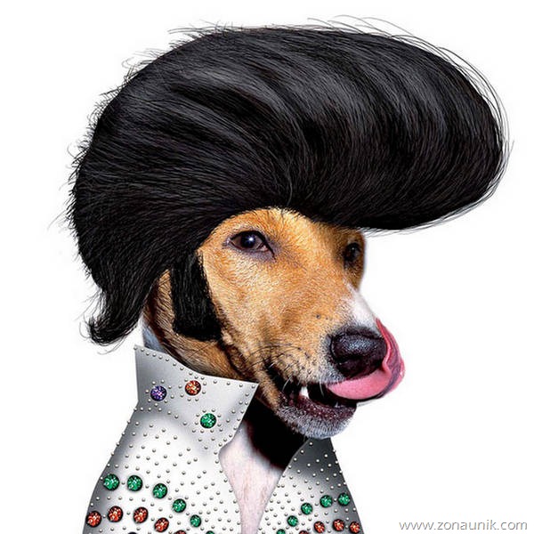 [binatang_rockstar7%255B2%255D.jpg]