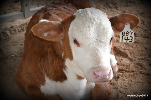 Baby Hereford
