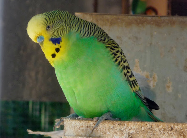 Periquito. Budgerigar | Project Noah