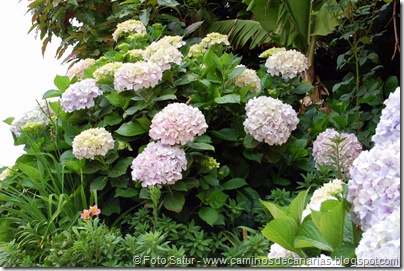 6189 Azuaje-Carretería-Azuaje(Hortensias) 6189 Azuaje-Carretería-Azuaje(Hortensias)