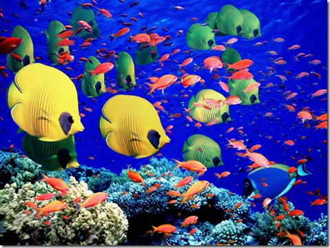 Great-Barrier-Reef-Holiday-Reef-Fish