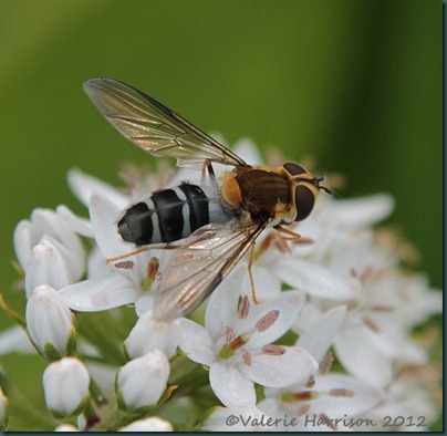 Hoverfly-Leucozona-glaucia