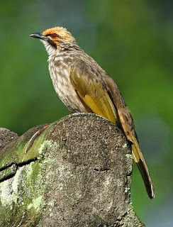 Hati-hati dengan jenis burung kicau yang memiliki kesamaan cucak rawa