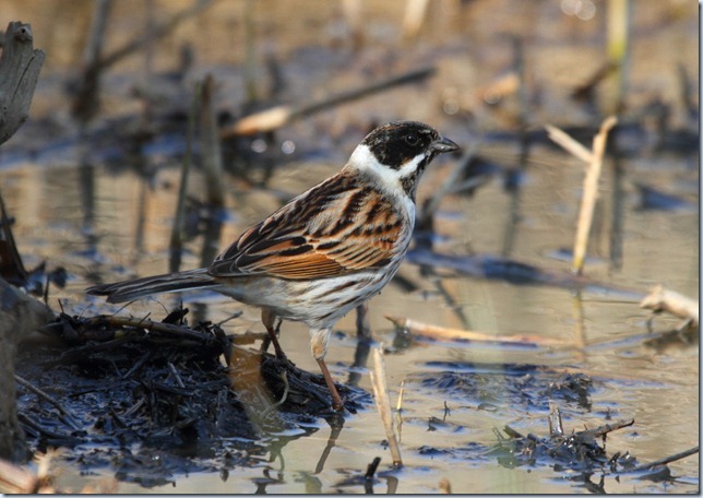 reed_bunting_male