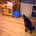 Funny Cats - Funny Cat Videos - Funny Animals - Funny Dogs 2014