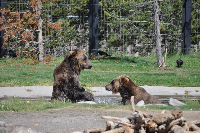 [Yellowstone%2520NP%2520%2526%2520Grizzly%2520%2526%2520Wolf%2520Ctr%2520236%255B2%255D.jpg]