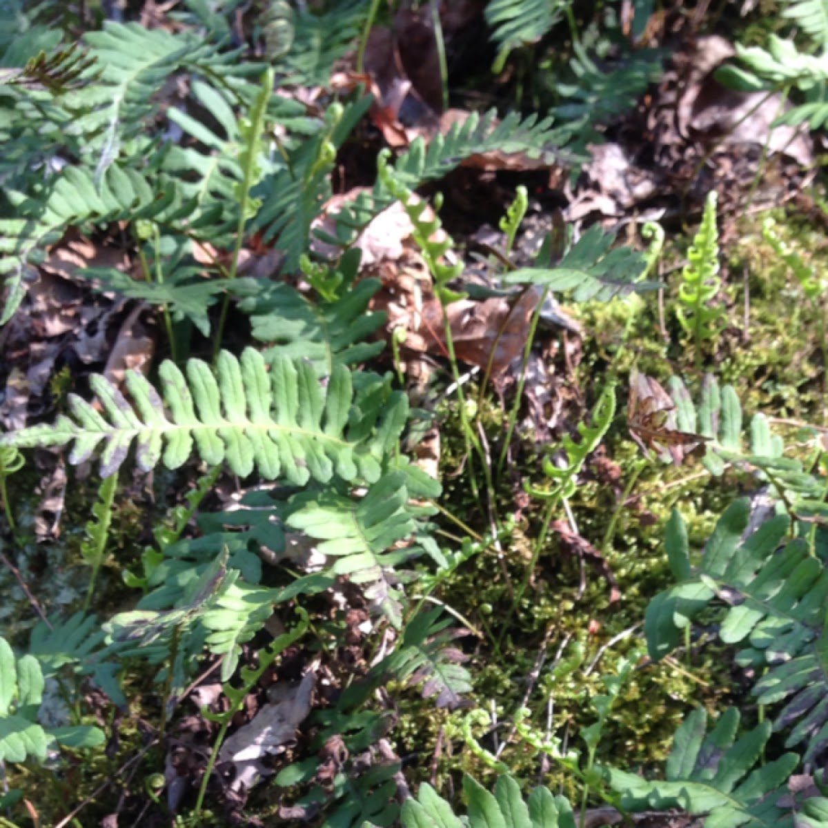 Polypody fern