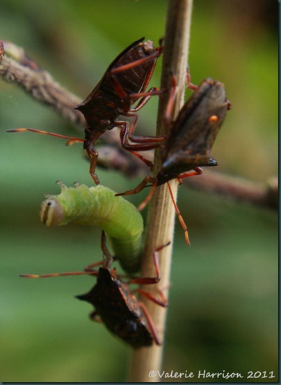 7-spiked-shieldbugs-eating-caterpillar