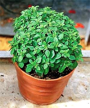 [Basil%2520Pistou%255B2%255D.jpg]