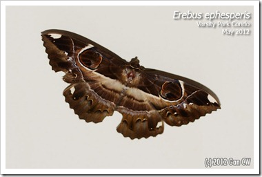 Erebus ephesperis -20120502_D01