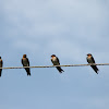 Layang - layang batu / Pacific Swallow