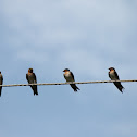 Layang - layang batu / Pacific Swallow