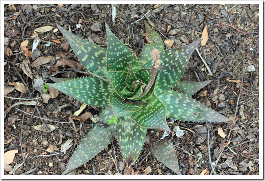 130314_Aloe-maculata
