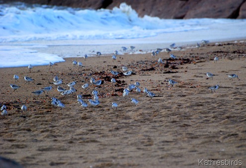 15. sanderlings-kab